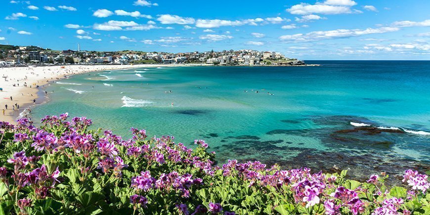 Kukat kukkivat Bondi Beachilla Sydneyssä, Australiassa