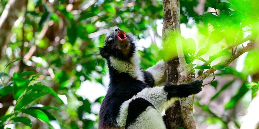 Indri-lemuri laulaa puissa Madagaskarissa.