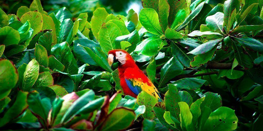 Punainen papukaija ruoka nokassaan Corcovadon kansallispuistossa Costa Ricassa.