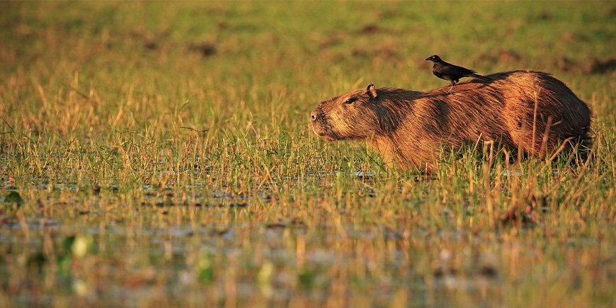 Capybara lintu selässään Pantanalissa Brasiliassa