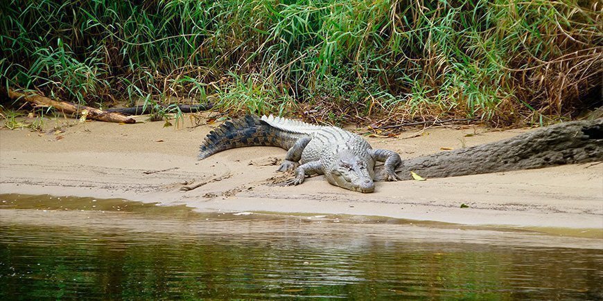 Krokotiili Daintree-joella Pohjois-Australiassa