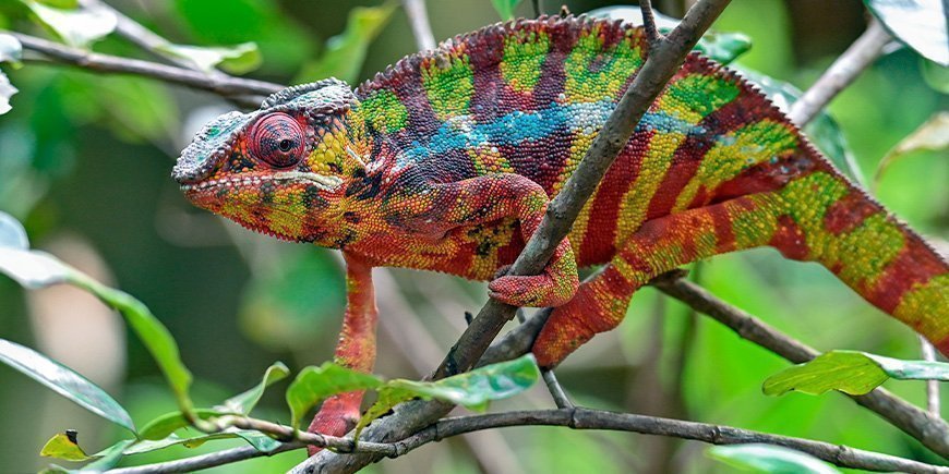 Pantterikameleontti (Furcifer pardalis)