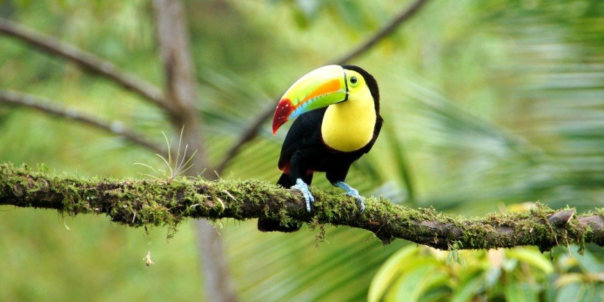 Keel-billed toucan metsässä Costa Ricassa