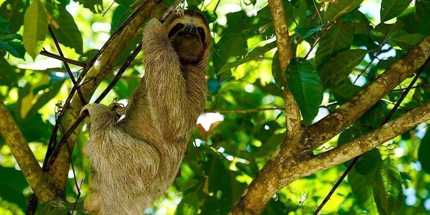 Sloths in a tree in Manuel Antonio National Park