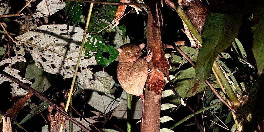 Kummitusapina katselee meitä metsästä käsin