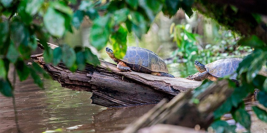 Kilpikonnat ottavat aurinkoa tukin päällä Tortuguerossa, Costa Rica