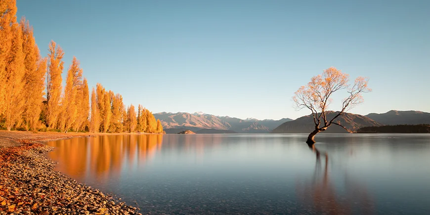 Syksyn värit That Wanaka Tree -puun luona Lake Wanakassa Uudessa-Seelannissa