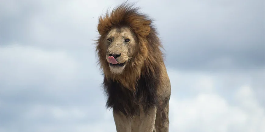 Leijona nuolee huuliaan