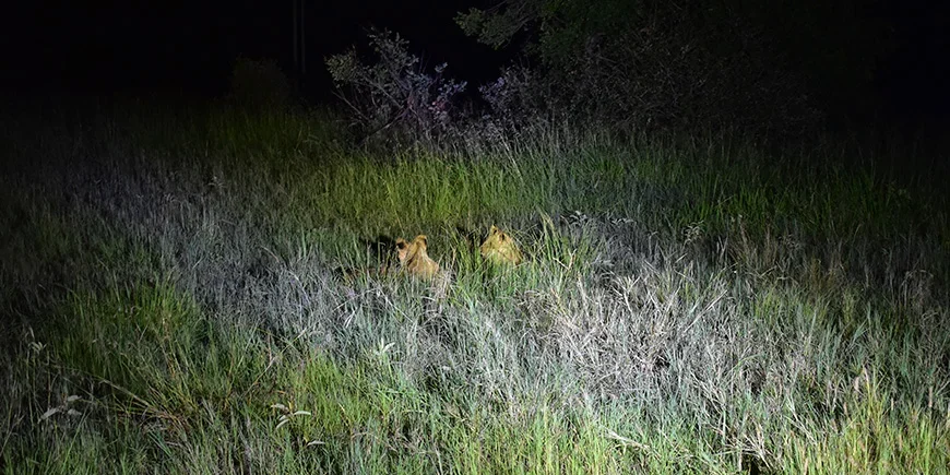 Kaksi leijonaa piilossa pimeydessä