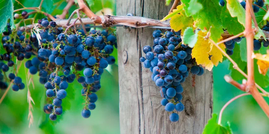 Viiniköynnöksiä Yarra Valleyssa Australiassa