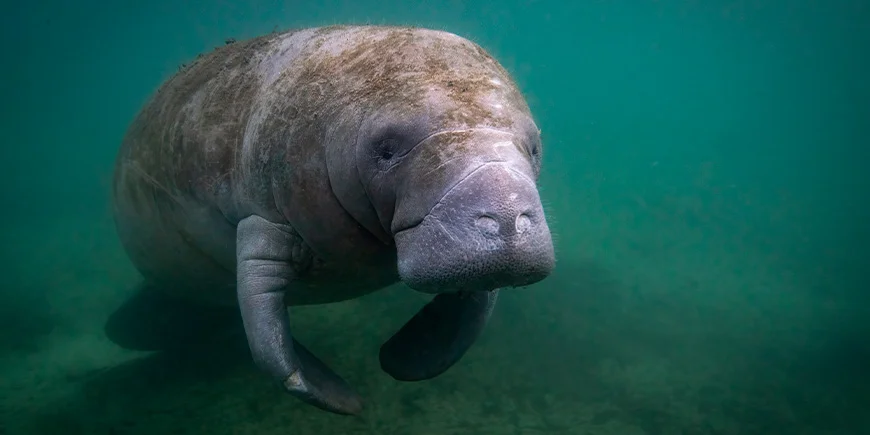 Merenleijona vedessä Floridassa