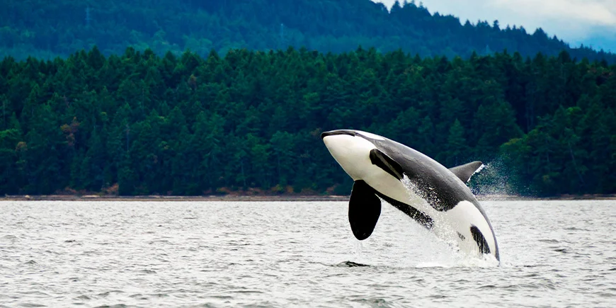 Orca Vancouver Islandin rannikolla Kanadassa