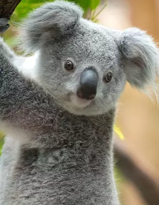 Koala Australiassa