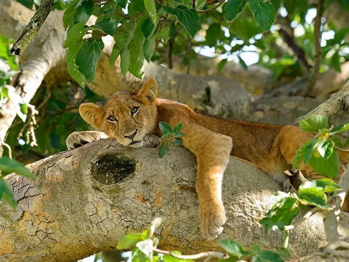 Leijonanpentu puussa Ugandassa