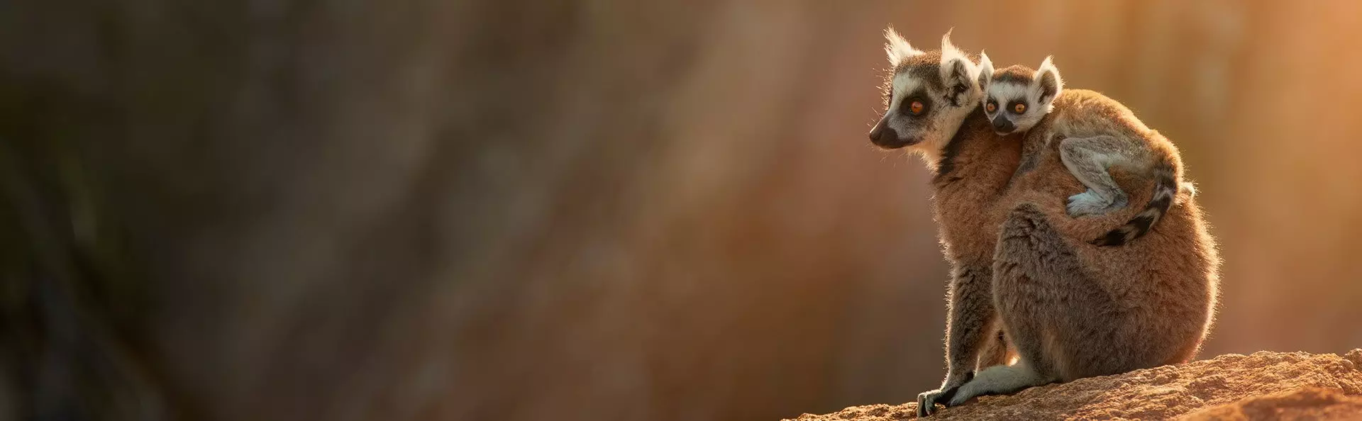 Lemuuri Anjan suojelualueella Madagaskarissa