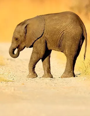 Norsunpoikanen ylittämässä tietä Choben kansallispuistossa