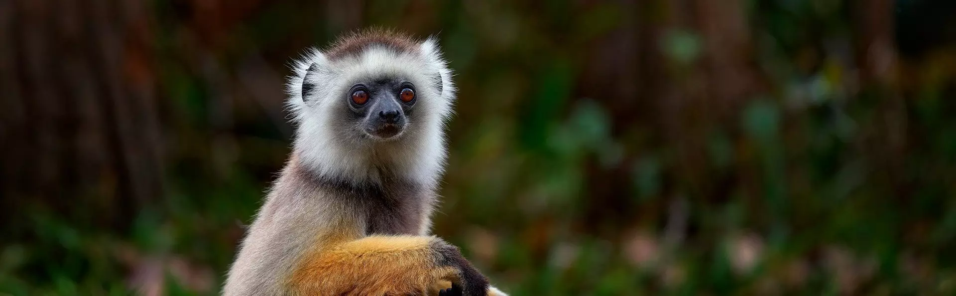 Sifika-lemuri Andisabe-Mantadian kansallispuistossa Madagaskarissa.