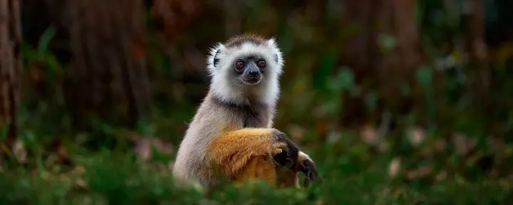 Sifika-lemuri Andisabe-Mantadian kansallispuistossa Madagaskarissa.