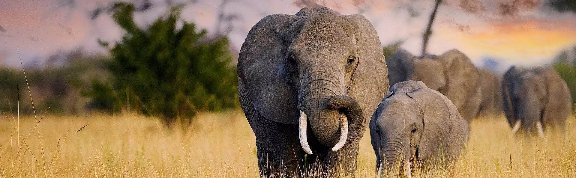 Norsut kävelevät auringonlaskussa savannilla