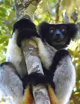 Indri-lemur istuu puussa Andasabi-Mantadidan kansallispuistossa.