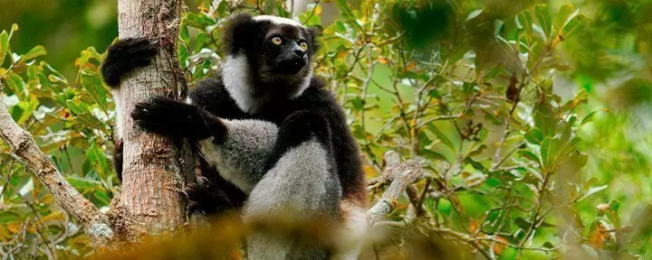 Indri-lemur Andasibe-Mantadian kansallispuistossa Madagaskarissa.