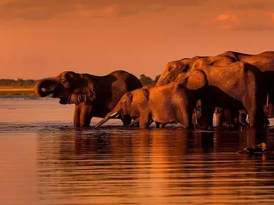 Norsuja auringonlaskun aikaan Chobe-joella Botswanassa