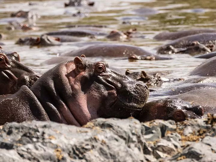 Virtahepo hippo-poolissa